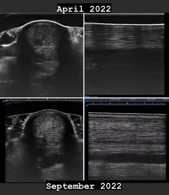 TendonX seneskade hest - HestensHelse